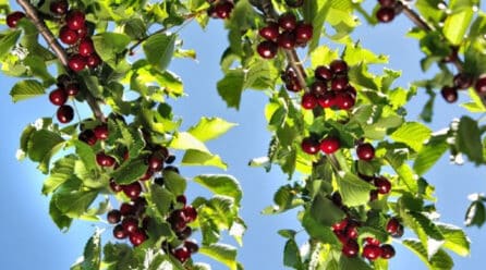 Reto creativo para promover la picota y cereza del Jerte en el Reino Unido