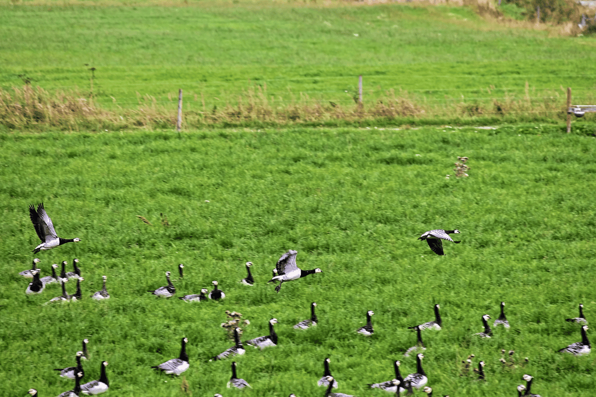 Detectan la gripe aviar en los Países Bajos y sacrifican 216.000 aves