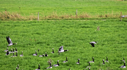 Detectan la gripe aviar en los Países Bajos y sacrifican 216.000 aves