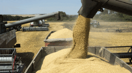 Año de récord en la exportación de trigo Argentina
