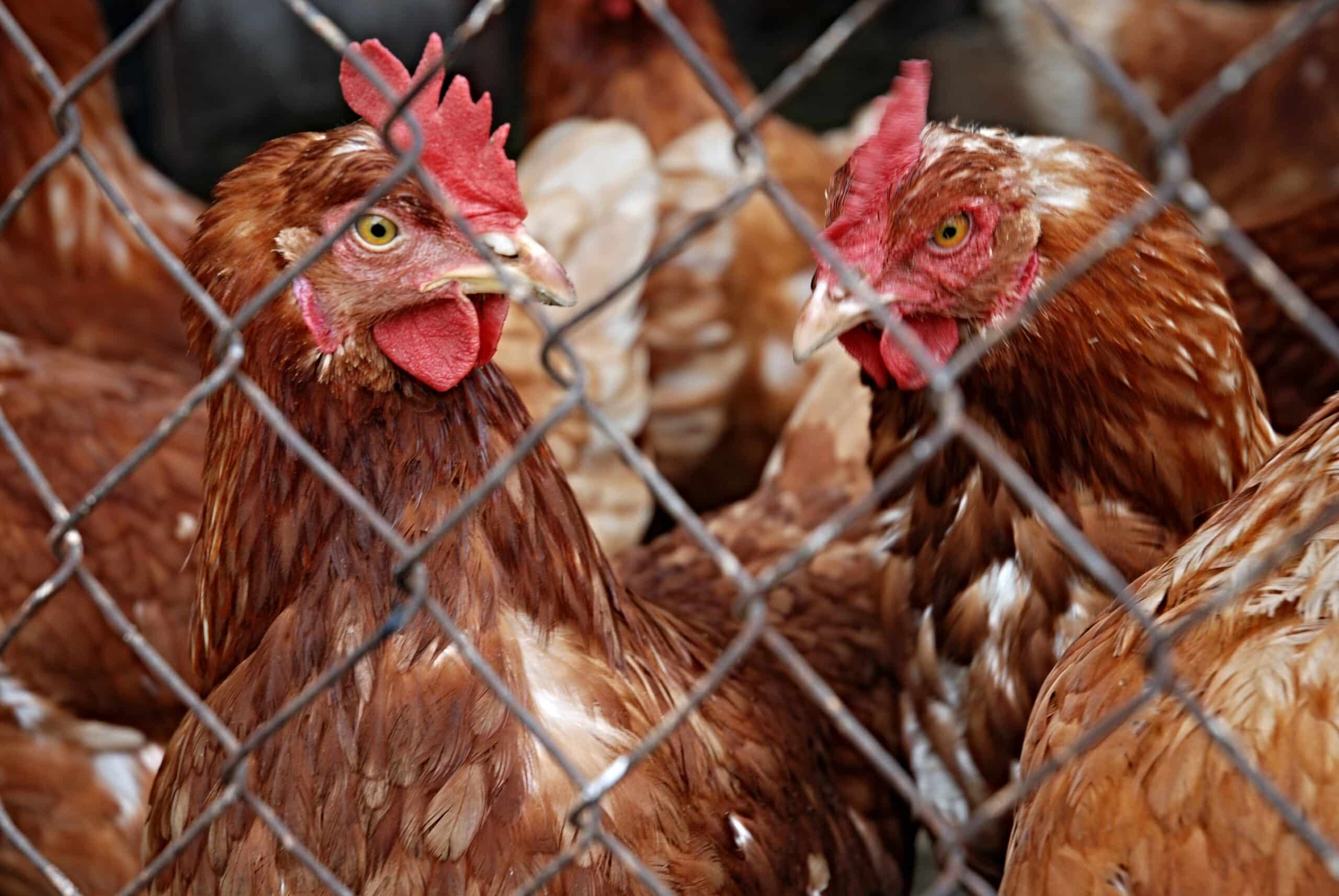 Gripe aviar en Galicia: aun sin casos, prohíben criar aves en exterior