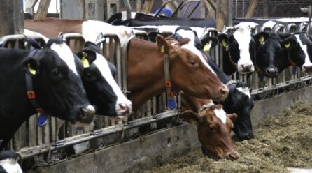 Veterinarios de Cataluña se suman a la polémica por las macrogranjas