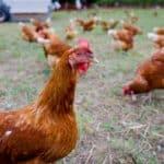 gripe aviar en la comunidad valenciana