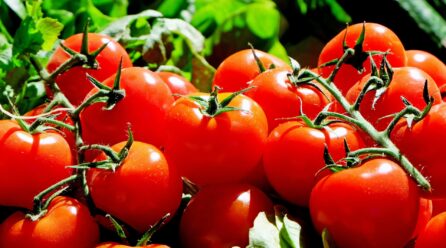 Exportación de tomate a Reino Unido: se mantuvo estable pese al Brexit