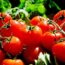 Exportación de tomate