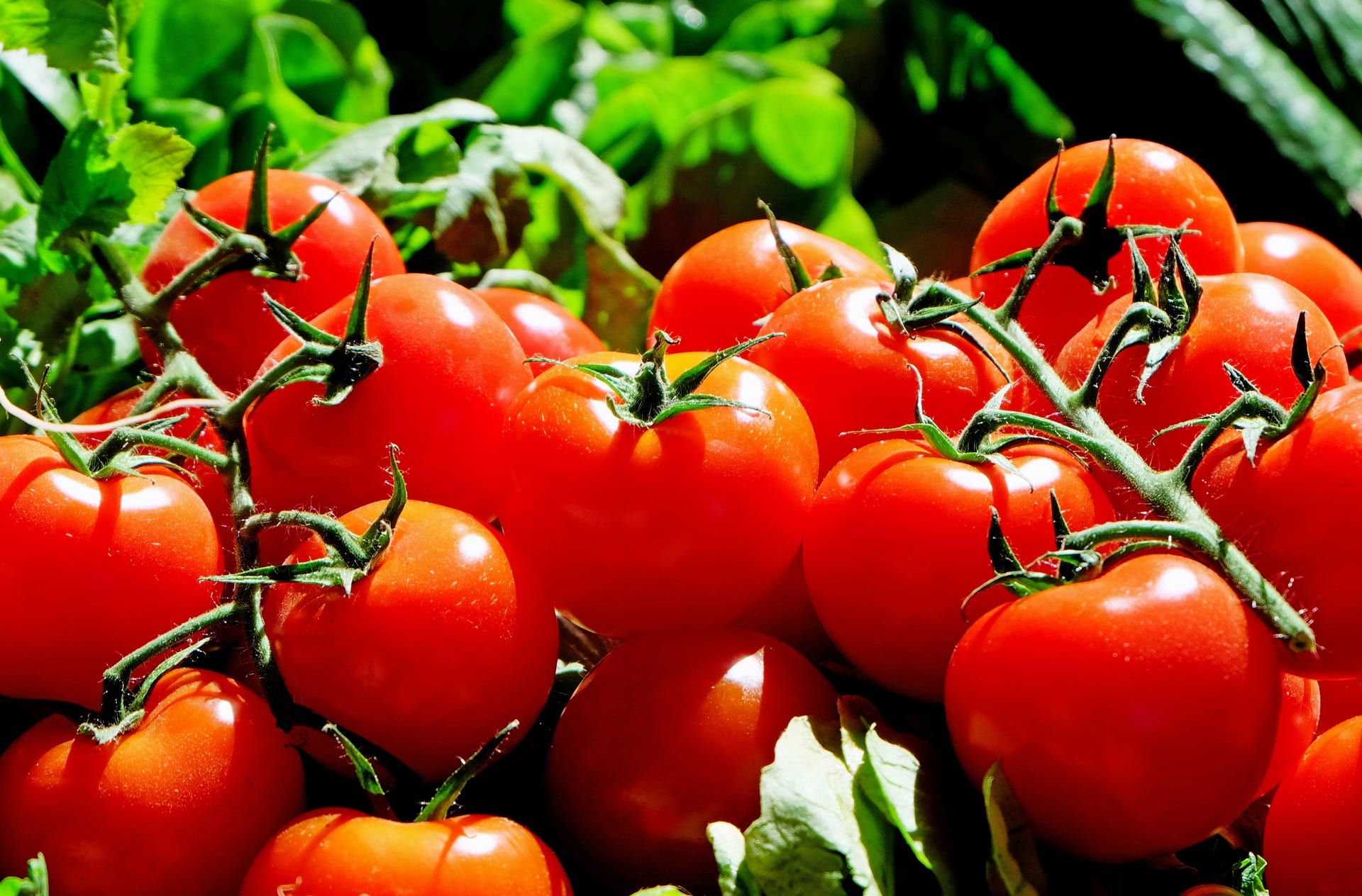Exportación de tomate a Reino Unido: se mantuvo estable pese al Brexit