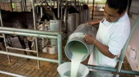 Como un tratado de libre comercio con Estados Unidos está arruinando familias lecheras