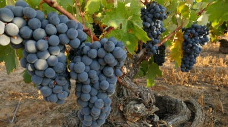 Clorosis férrica moderada: tendría efecto positivo en tempranillos
