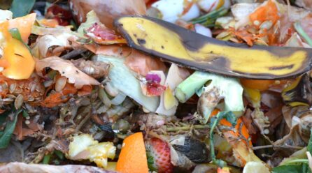 Desperdicio de frutas y verduras: el 70% de los consumidores tira un tercio o más de la compra