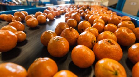 Productores citrícolas valencianos piden una AICA autonómica
