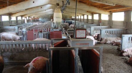 Empleo en el sector porcino: es el 12% de toda la industria agroalimentaria