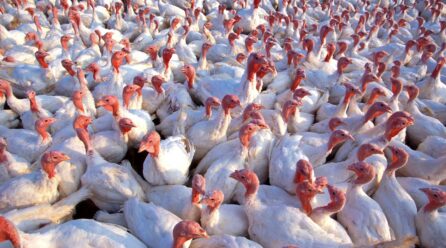 Gripe aviar en España: 11 focos en aves de corral y 15 de aves silvestres