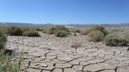 La sequía en Andalucía amenaza la cosecha del sector citrícola