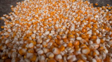 Intercambio comercial con Ucrania: balanza favorable al país del Este