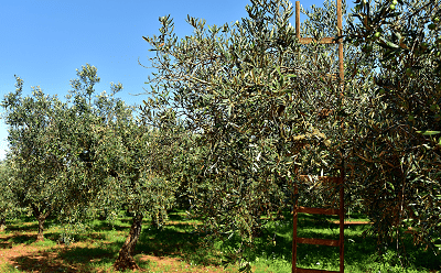 Inauguran el Centro de Interpretación del Olivar de «Finca La Pontezuela»