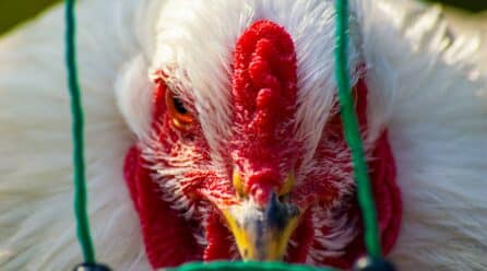 Gripe aviar en Huelva: sacrifican 41.000 pollos en Villarrasa