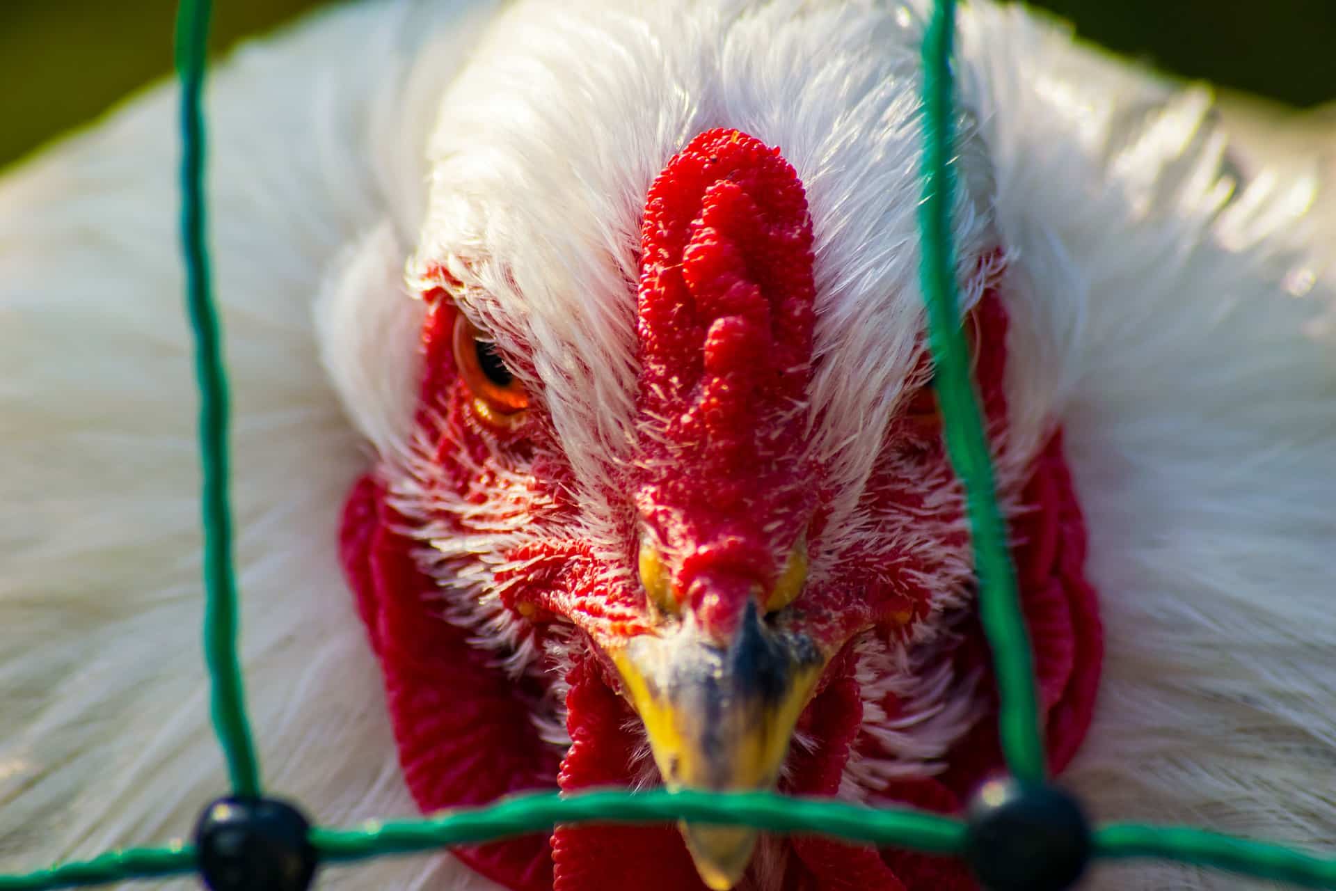 Gripe aviar en Huelva: sacrifican 41.000 pollos en Villarrasa