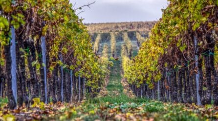 OIVE ya diseña el Plan Estratégico del Sector Vitivinícola
