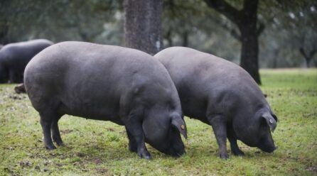 La carne del cerdo ibérico no pierde calidad por el calor