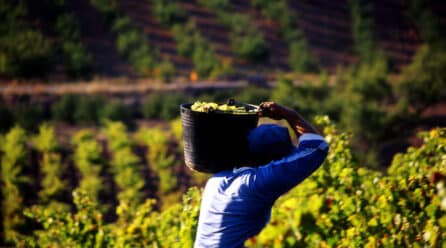Acuerdo UE-Japón incorpora nuevos agroalimentos y vinos españoles