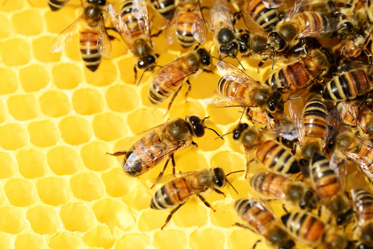 Cabaña apícola extremeña: ya murió el 40 % de las abejas
