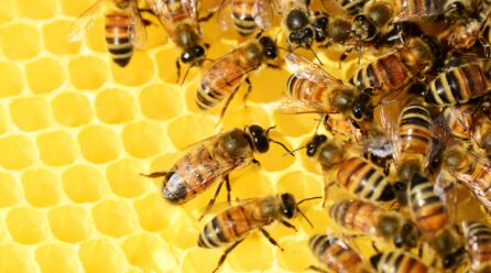Cabaña apícola extremeña: ya murió el 40 % de las abejas