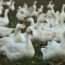 gripe aviar en Andalucía