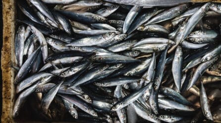 Comenzó la pesca de anchoa del Cantábrico 2022