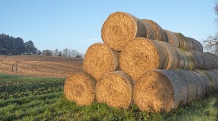 El sector de alimentación animal ante la escalada de los precios
