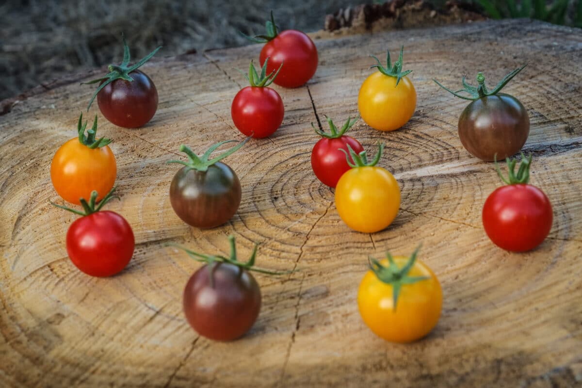 Con menos riego, tomates más ricos en componentes saludables