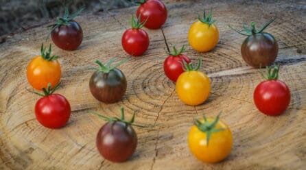 Con menos riego, tomates más ricos en componentes saludables