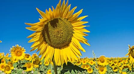 Editorial – El aceite de girasol racionado. Imágenes que nunca pensamos llegar a ver.