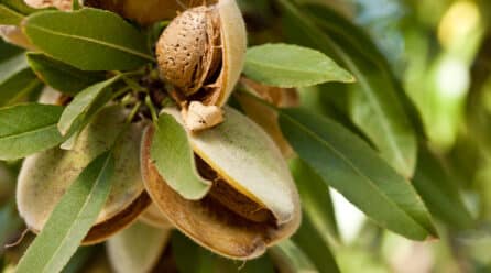La UPA pide ayudas para compensar las pérdidas en la producción de almendra