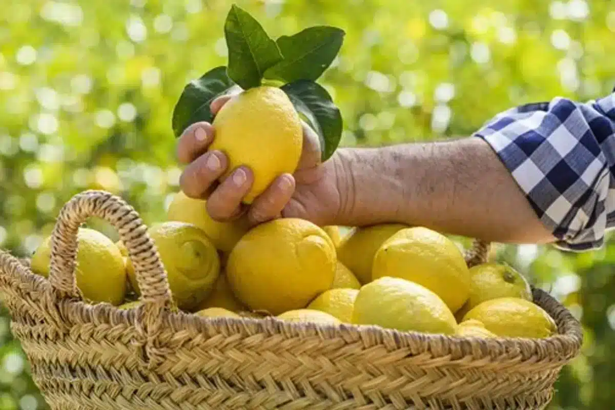Ailimpo afirma que el consumo del limón se mantiene activo en Europa