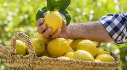 Ailimpo afirma que el consumo del limón se mantiene activo en Europa