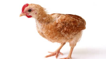 Riesgo de desabastecimiento de carne de pollo en Castilla y León