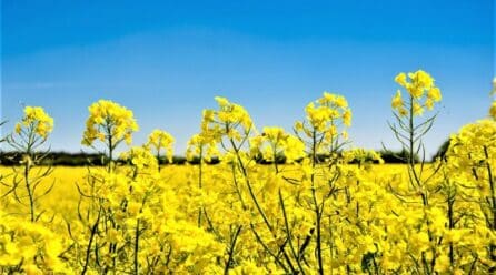 Partida de ayudas de la PAC para las regiones productoras de olivar, girasol y colza