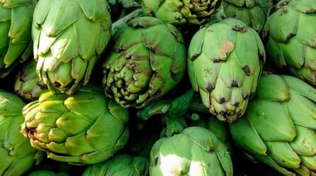 Alcachofa de Tudela cierra la campaña con 54 % menos de producto fresco