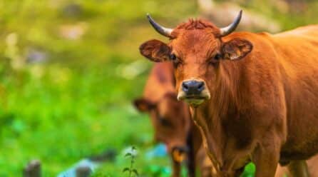 El vacuno español llega a Vietnam y Singapur en misión comercial