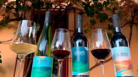 La DOP Condado de Huelva espera buena cosecha gracias a una uva «excepcional»