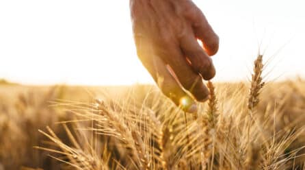 Un acuerdo para la exportación de cereales entre Ucrania y Rusia a través de un corredor marítimo