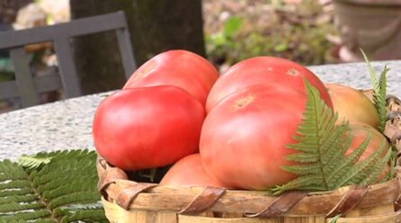 El Aretxabaleta elegido mejor tomate nacional en la feria de Bezana