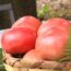 aretxabaleta tomate