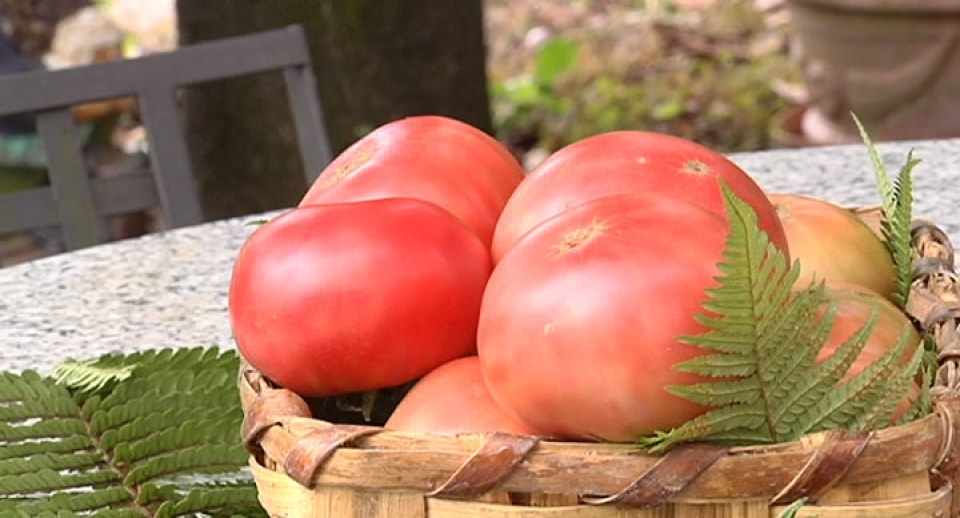 El Aretxabaleta elegido mejor tomate nacional en la feria de Bezana