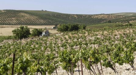 La vendimia del Marco de Jerez cae un 23 % respecto a 2021