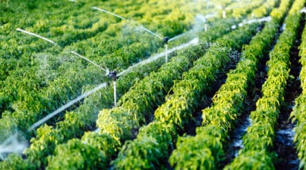 En esta sequía no se trata de regadío sí o regadío no, sino de aprovechar el agua.