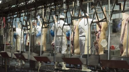 Videovigilancia en mataderos para garantizar el bienestar animal
