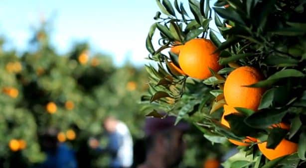 ASAJA prevé subidas de precio en mandarinas, naranjas, uva y vino