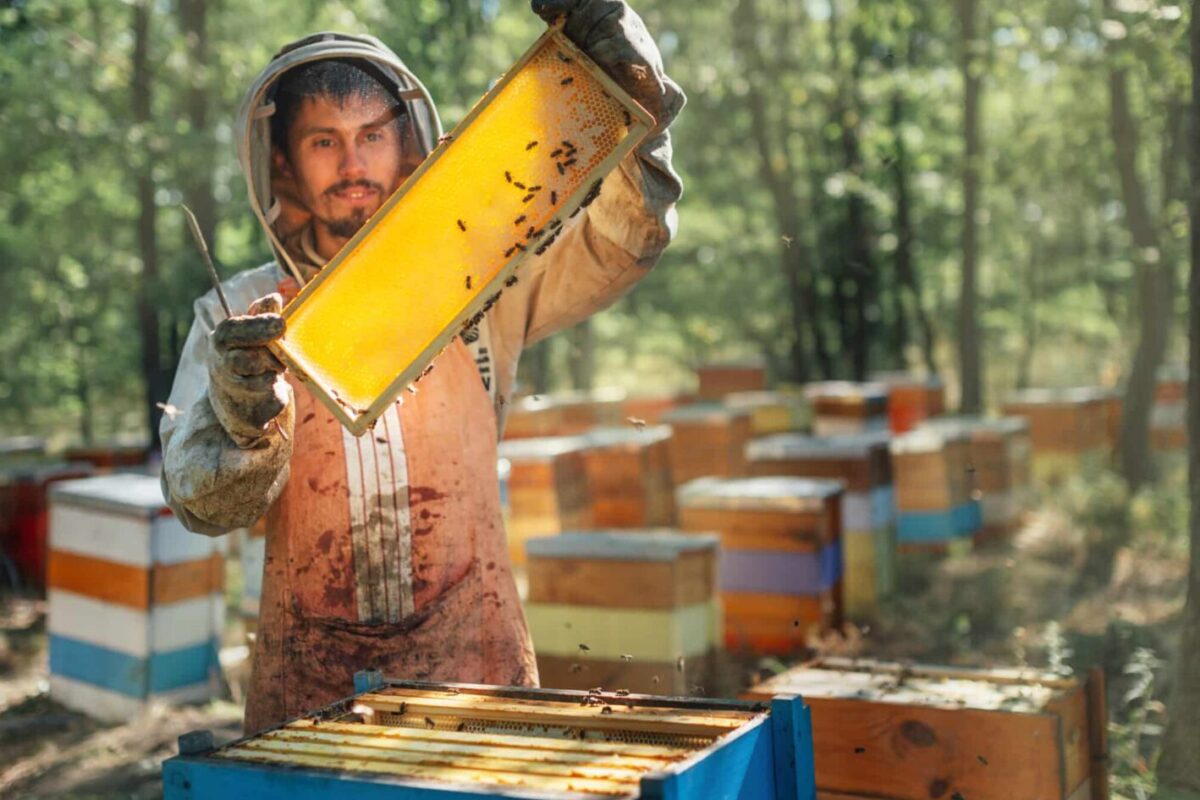 Preocupación de los apicultores por el intenso calor y la subida de los costes