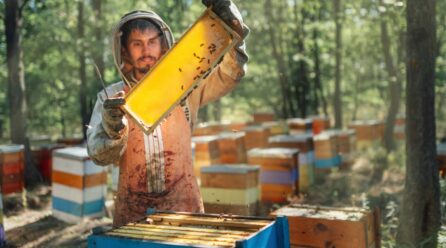 Preocupación de los apicultores por el intenso calor y la subida de los costes